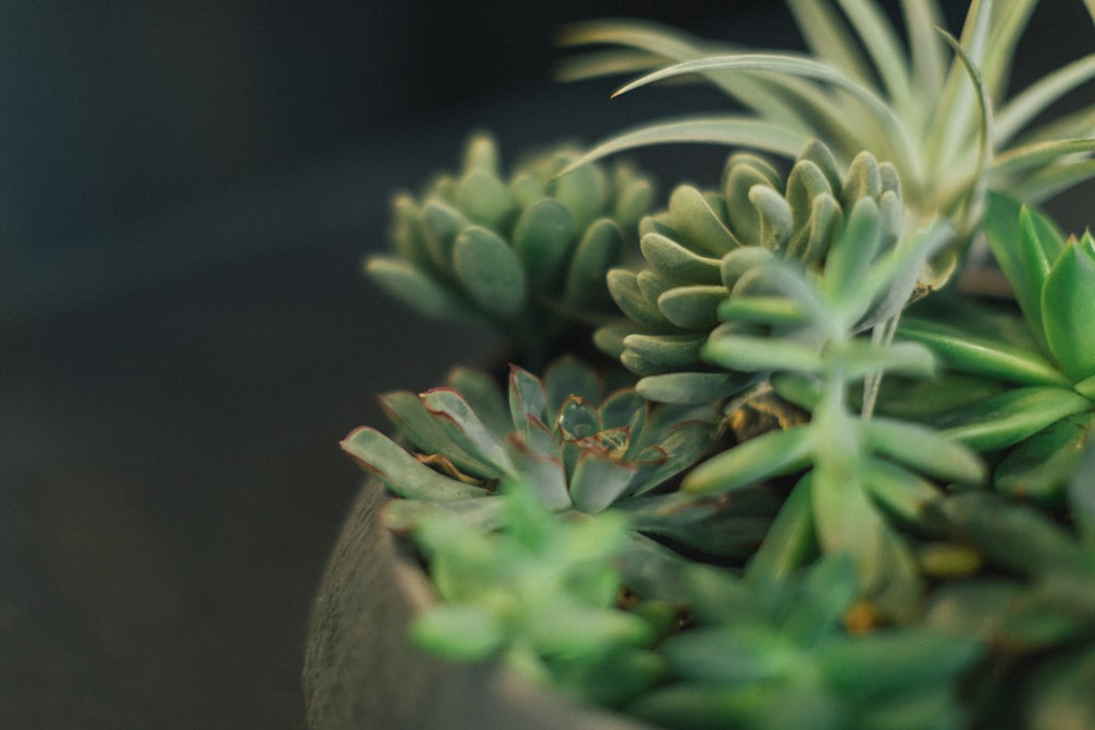 selective focus photography of green succulents