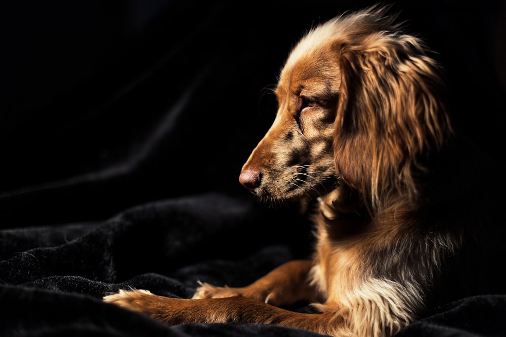 brown dog on black textile