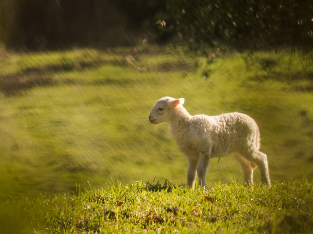 white lamb on green grassland during daytime