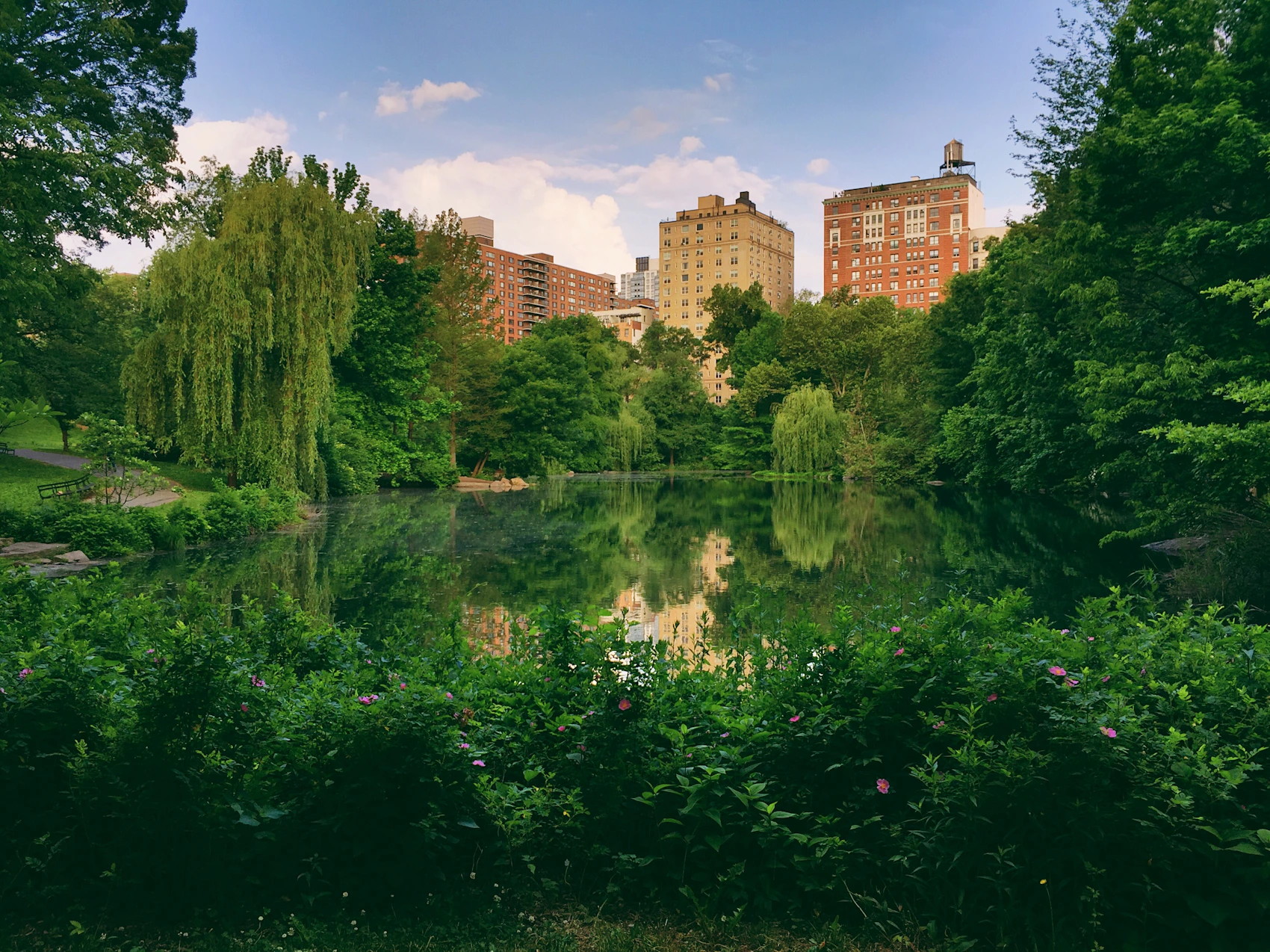 Trees and water in Central Park during the green spring season