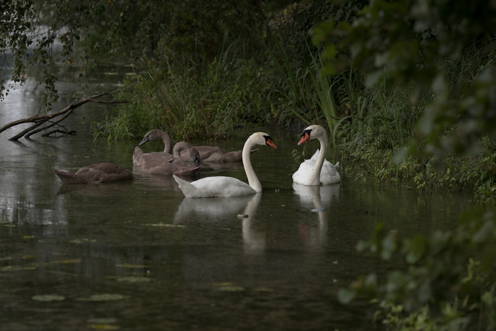 group of swan swimming on water
