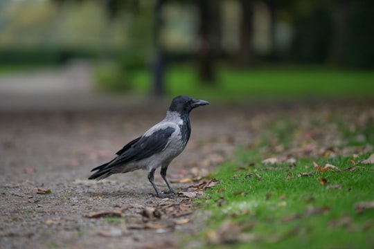 selective focus of gray bird on grass in Djurgården Sweden