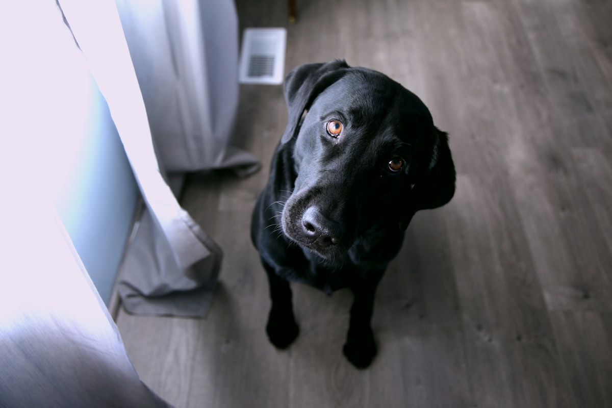 Euthanized dogs dumped in the garbage in Cancun