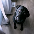 short-coated black dog sitting
