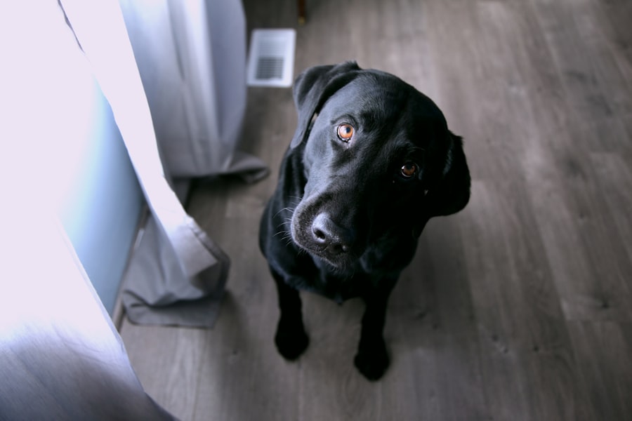 A black Labrador retriever gives a questioning or curious look to the camera.