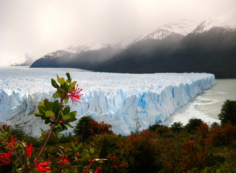 flores vermelhas perto de icebergs durante o dia