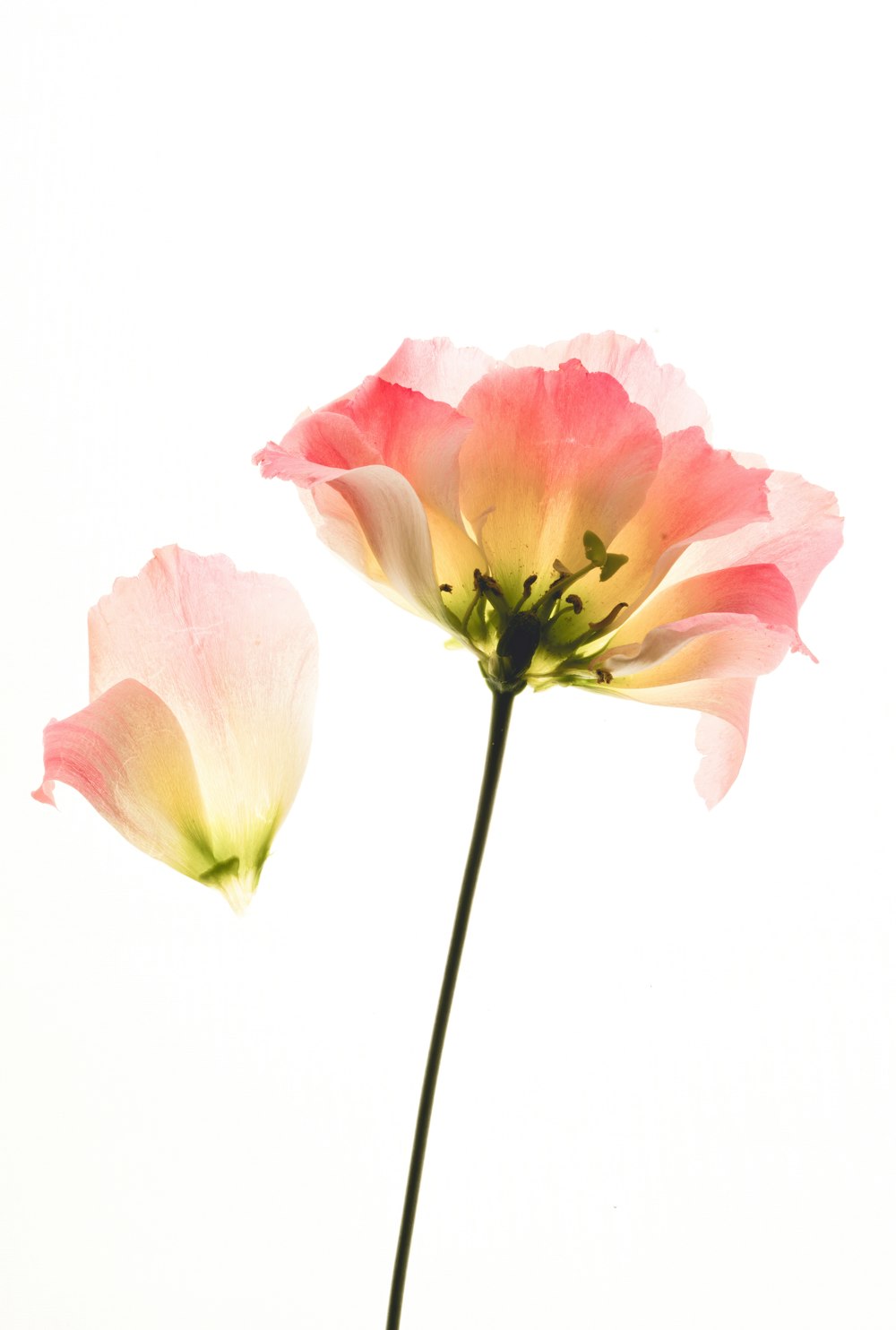 pink petaled flower