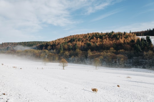 green and brown leafed trees during daytime in Dalby Forest United Kingdom