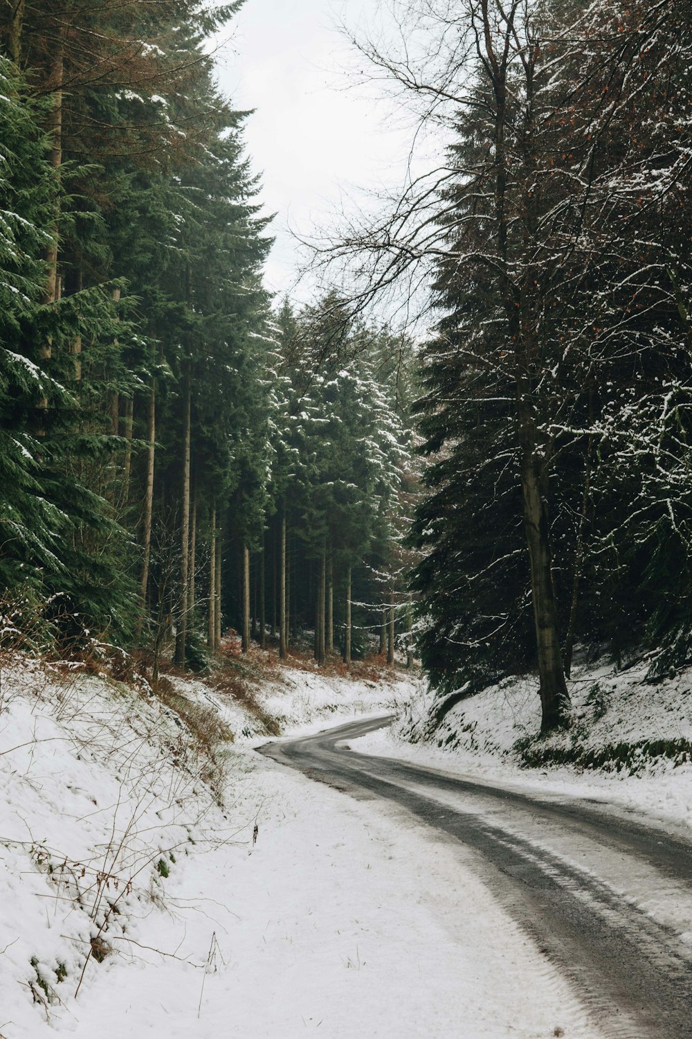 눈으로 덮인 숲 한가운데의 회색 도로