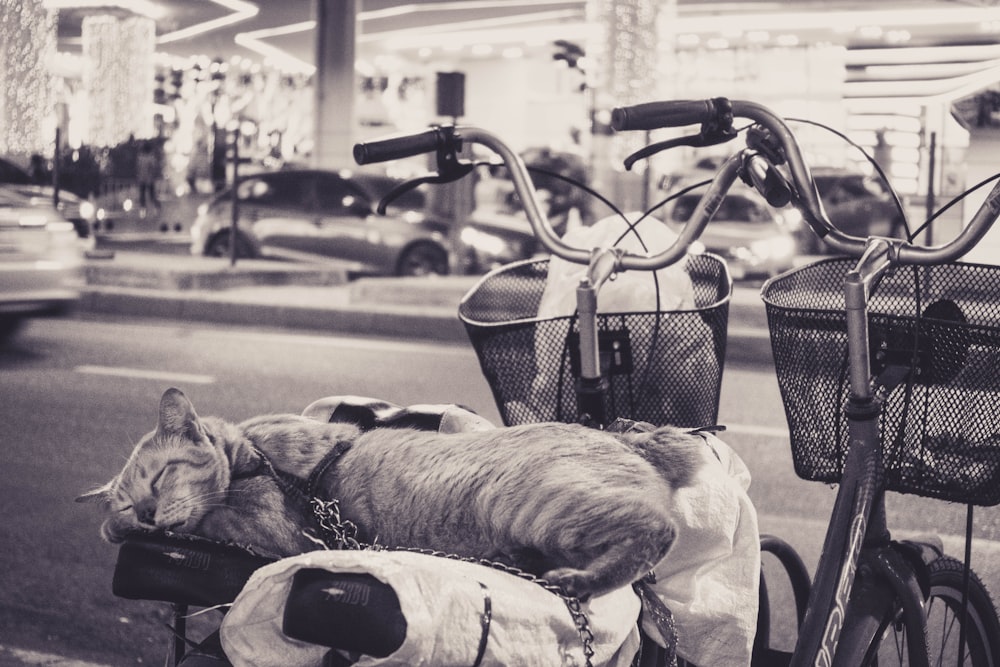 chat à vélo