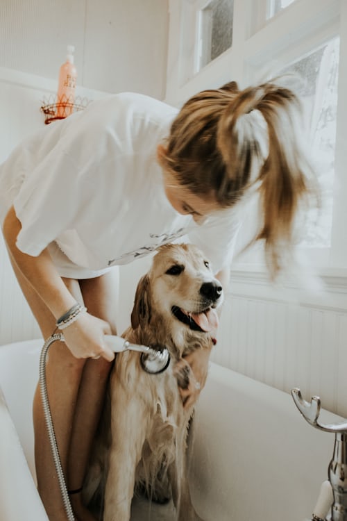 ¿Por qué no debes bañar a tu perro con tu shampoo de pelo? - photo-1516386408840-d718a820a05c?ixid=MXwxMjA3fDB8MHxzZWFyY2h8MTF8fGRvZyUyMHNob3dlcnxlbnwwfHwwfA%3D%3D&ixlib=rb-1.2