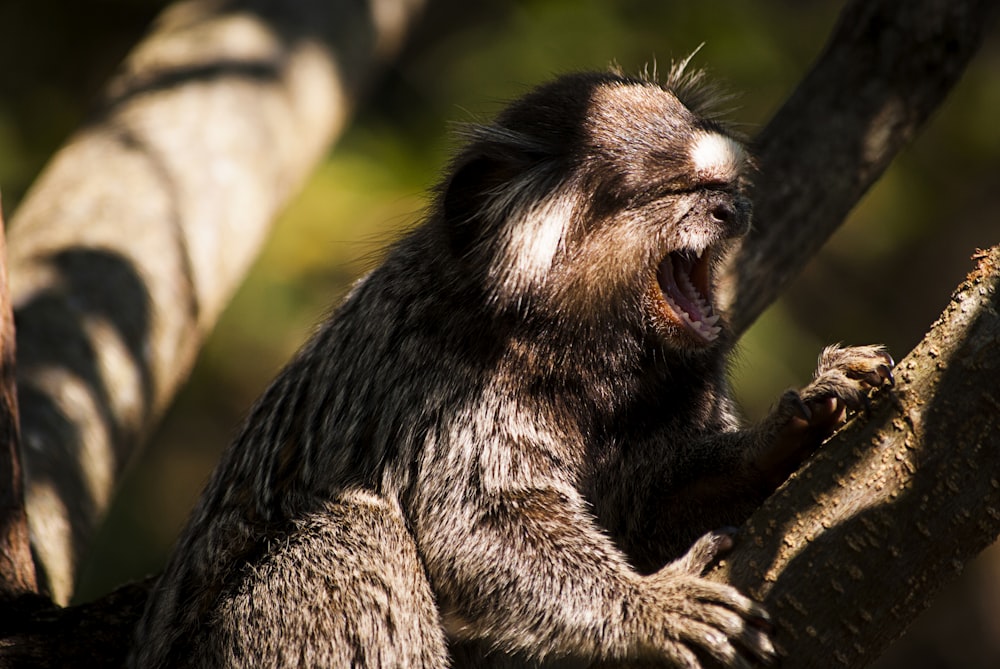 koala on tree branch