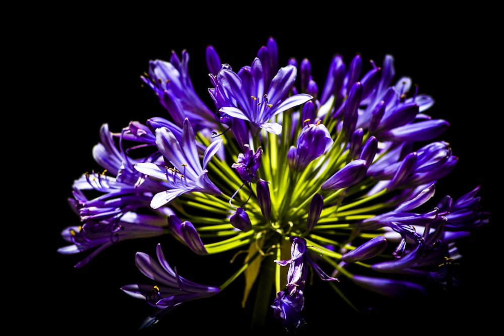 Foto de enfoque selectivo de flor de racimo púrpura