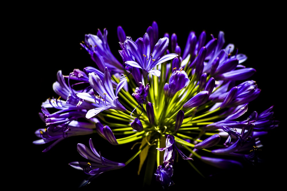 foto de foco seletivo da flor roxa do aglomerado