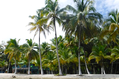 Cozy beachfront bungalow with palm trees