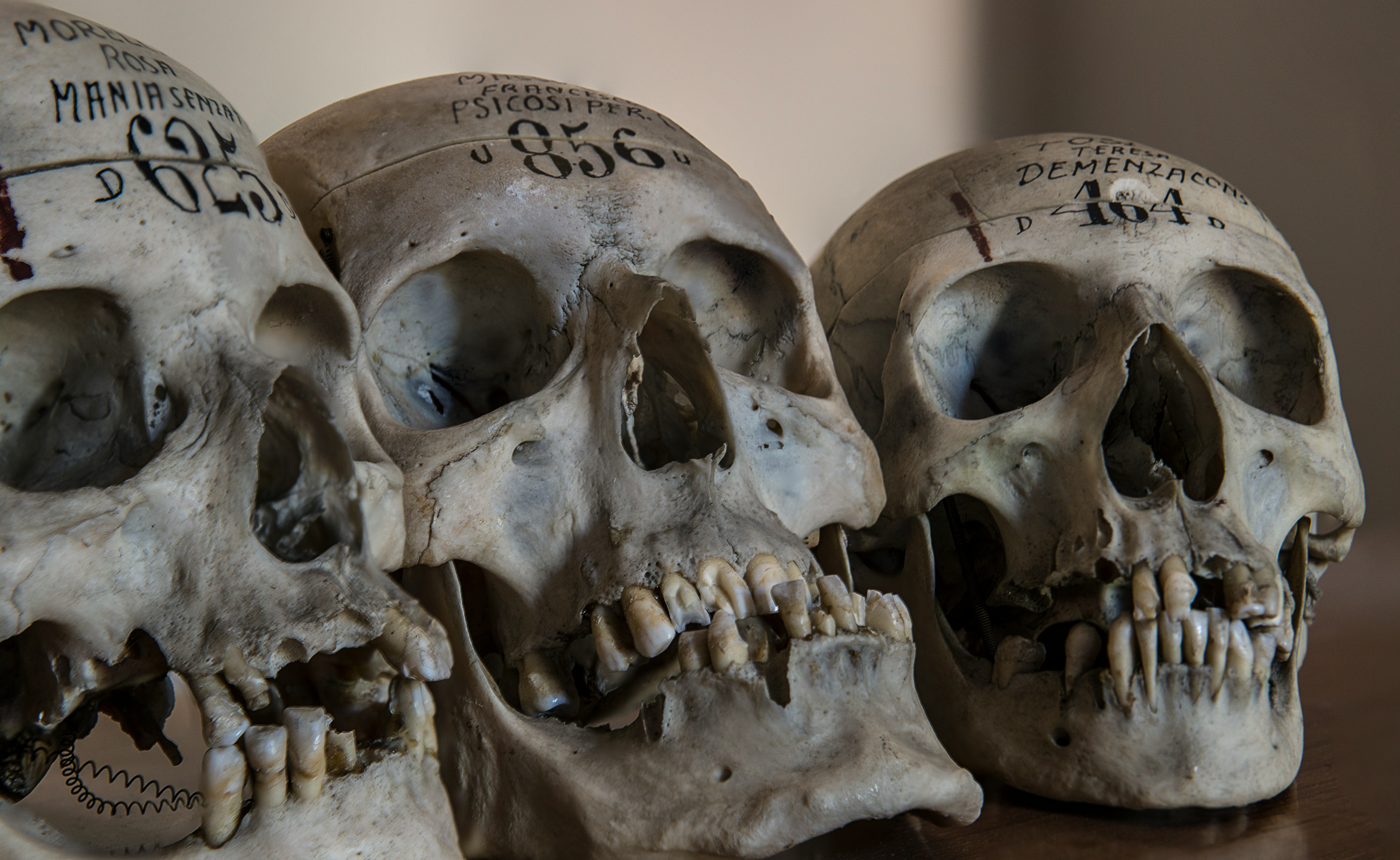 three gray skull decors