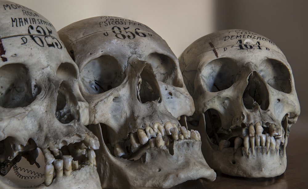 three gray skull decors