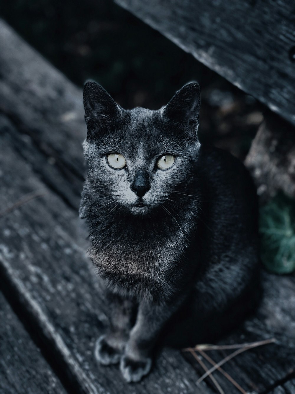 고양이의 회색조 사진
