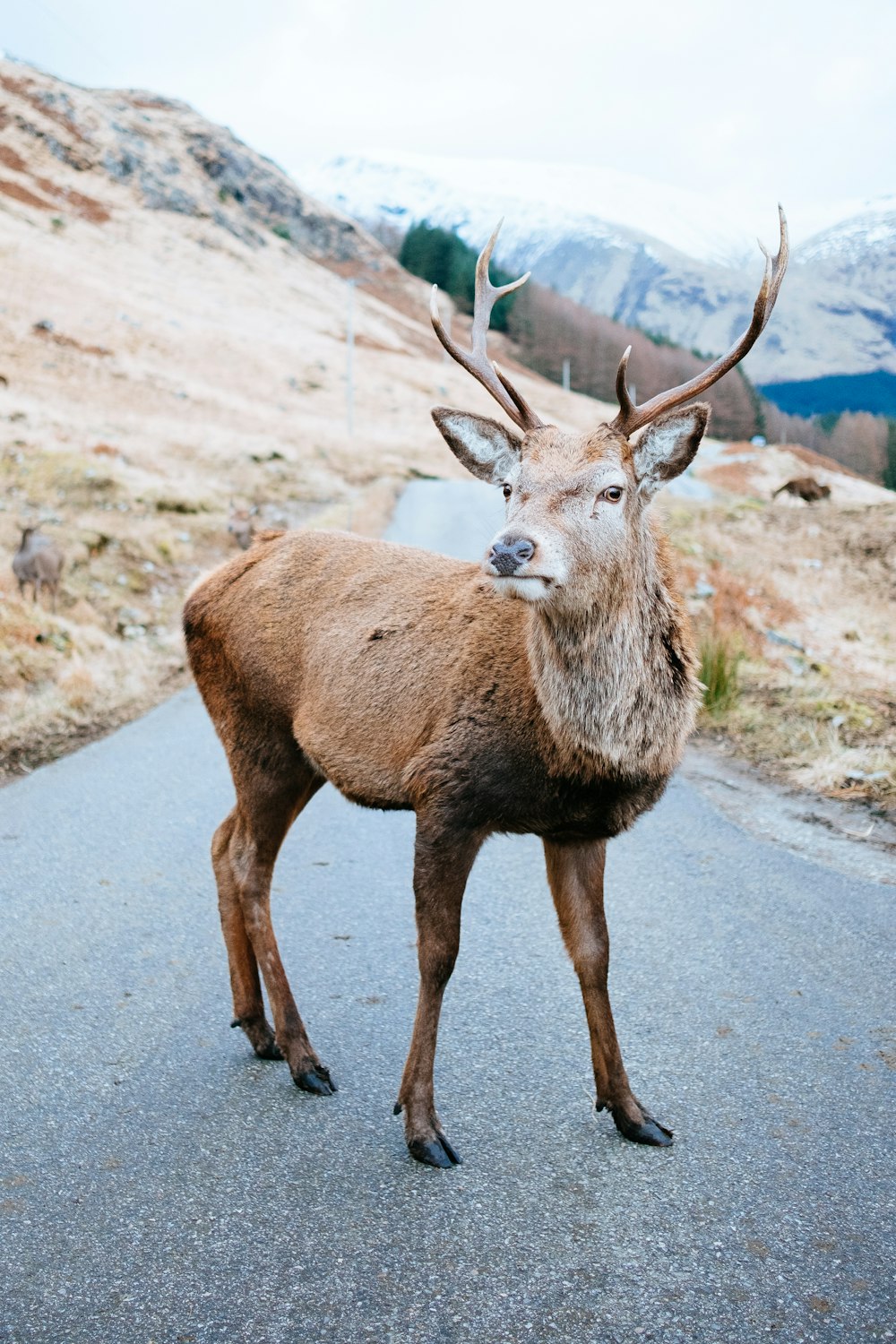 brown deer near brown hill at daytime