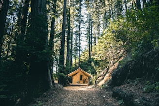 empty house in the middle of tall trees