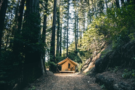 empty house in the middle of tall trees