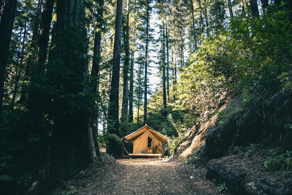 empty house in the middle of tall trees