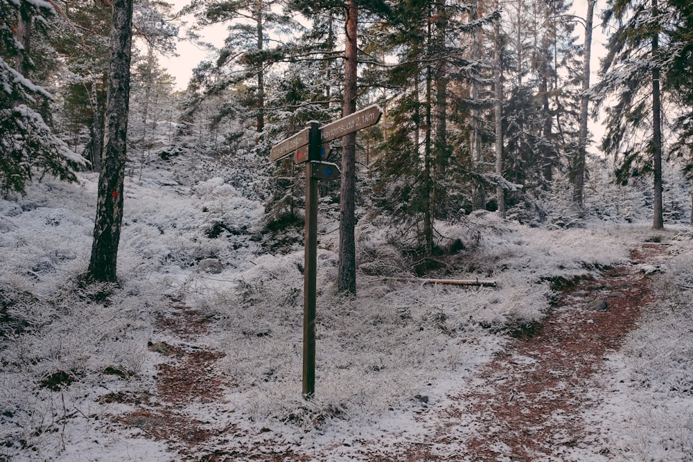 Landschaft der mit Schnee bedeckten Bäume