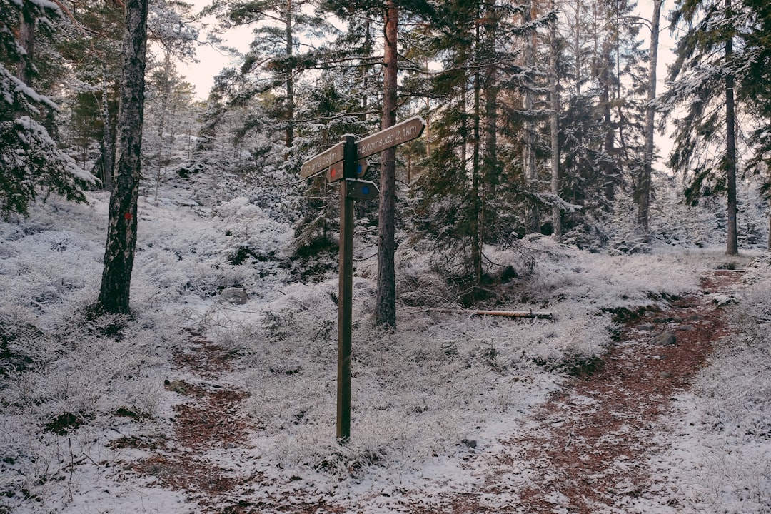 Forest photo spot Gålö Havsbad Nynäshamn
