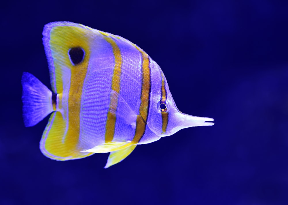 pesce grigio e giallo