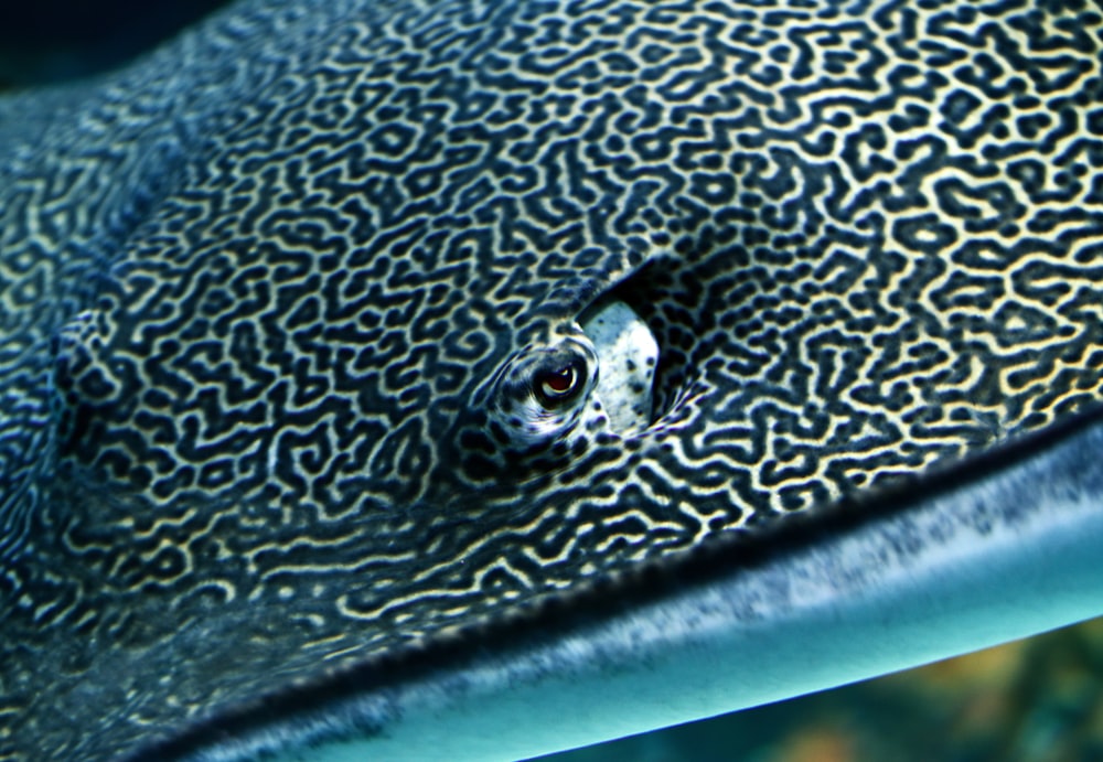 black and gray stingray closeup photography