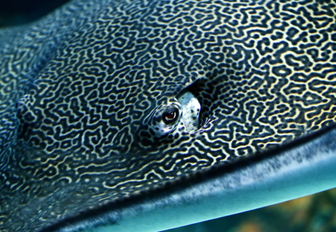 travelers stories about Underwater in Cairns Aquarium, Australia