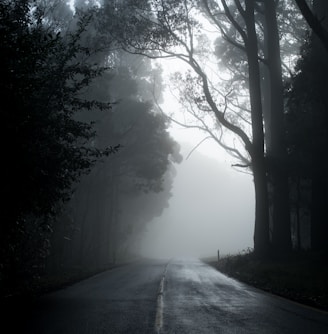 gray road in between trees in grayscale photography
