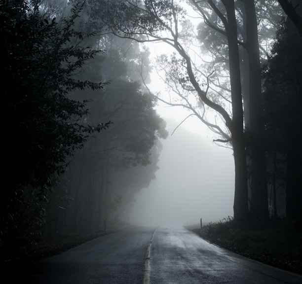 gray road in between trees in grayscale photography