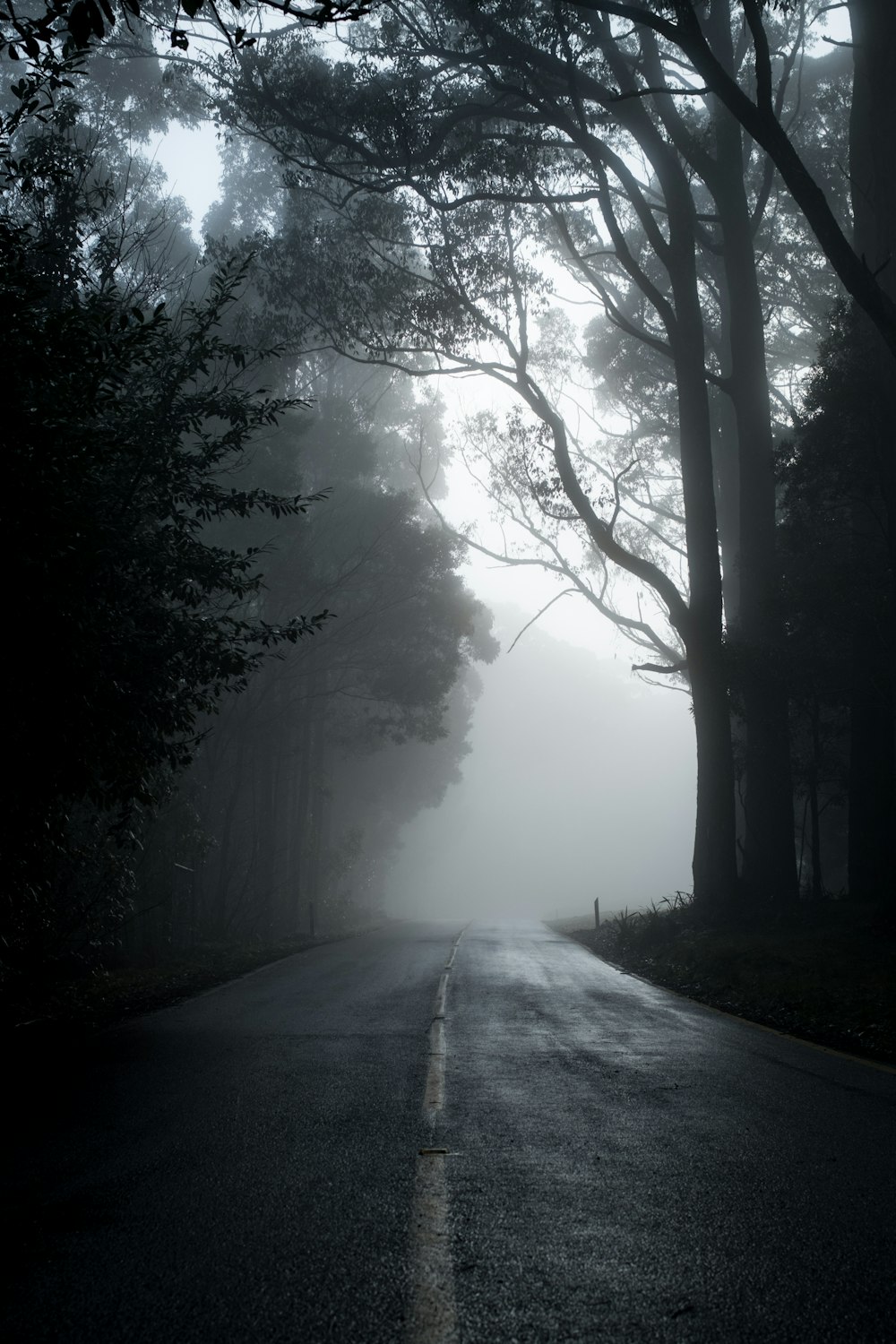 Estrada cinzenta entre árvores em fotografia em tons de cinza