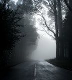 gray road in between trees in grayscale photography