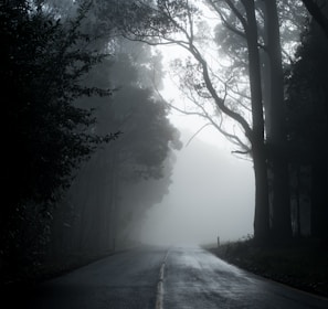 gray road in between trees in grayscale photography