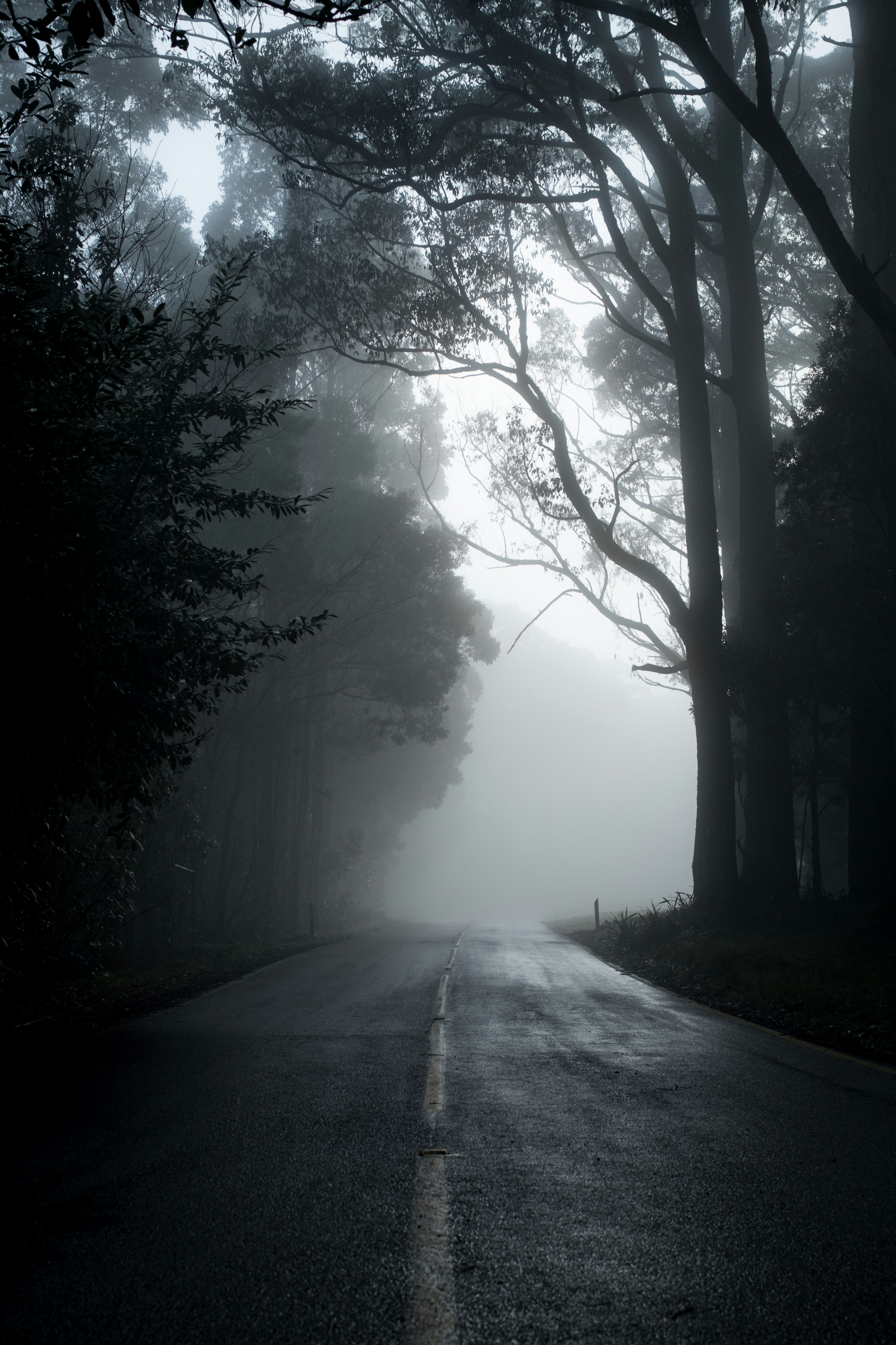 gray road in between trees in grayscale photography