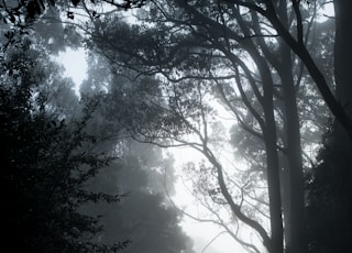 gray road in between trees in grayscale photography