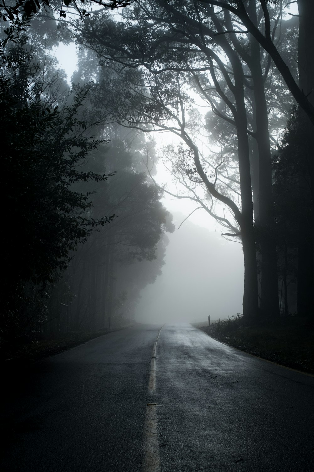 gray road in between trees in grayscale photography