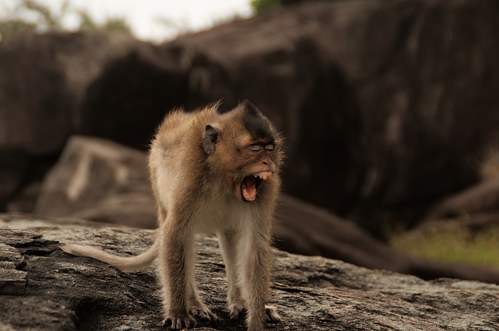 brown baboon on drift wood