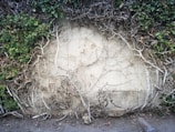 A concrete wall overgrown with intertwining branches and sparse green leaves, creating a natural frame effect. The wall's surface is partially covered by dry, twisted branches and some patches of green foliage.