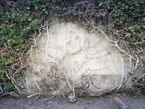 A concrete wall overgrown with intertwining branches and sparse green leaves, creating a natural frame effect. The wall's surface is partially covered by dry, twisted branches and some patches of green foliage.