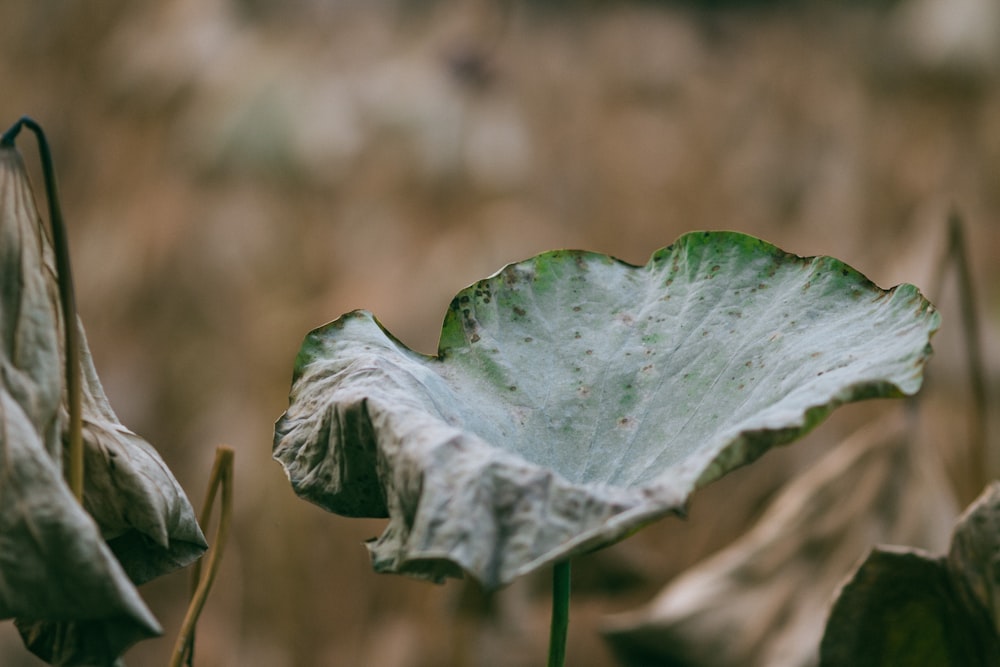 dry plant leaf