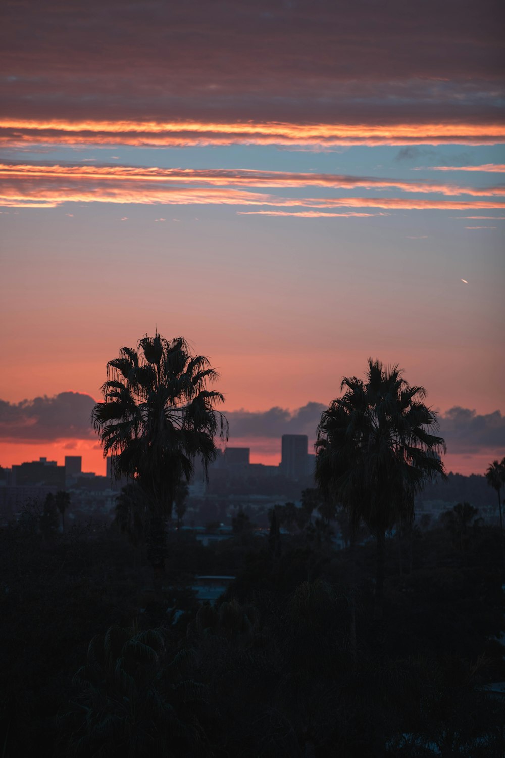 two coconut palm tree silhouettes under orange sky