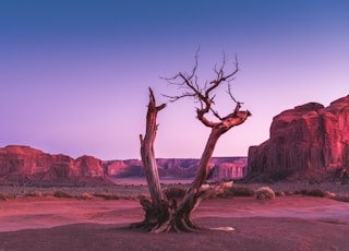 withered tree in middle of field with mountain in background