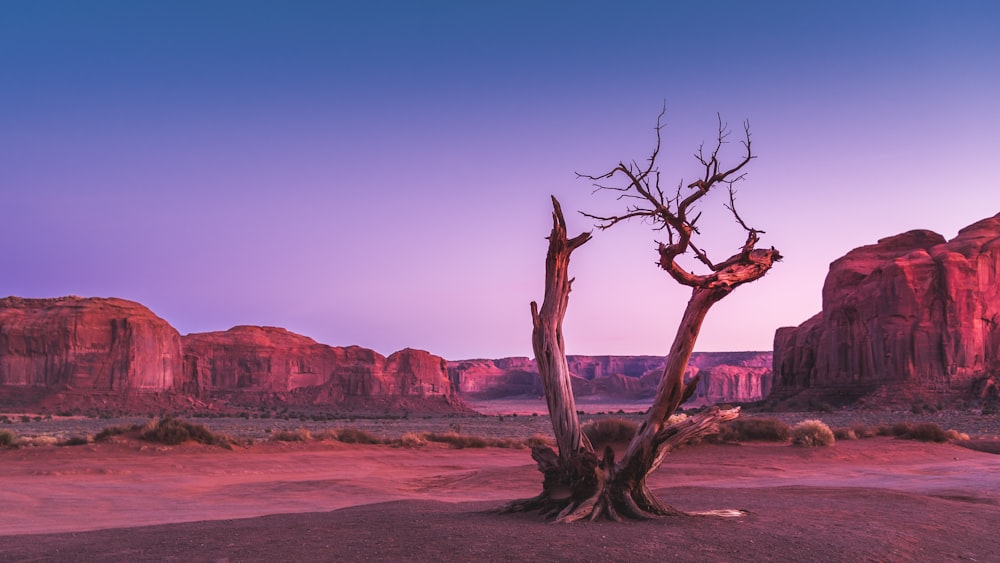 withered tree in middle of field with mountain in background