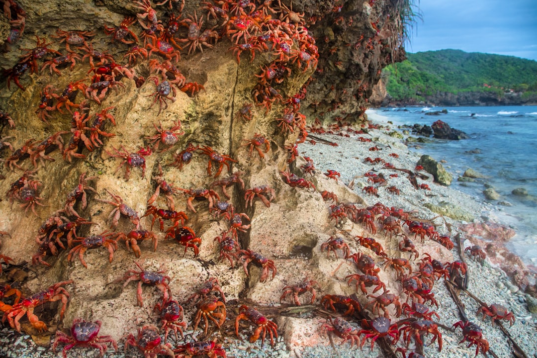 crabs near seashore