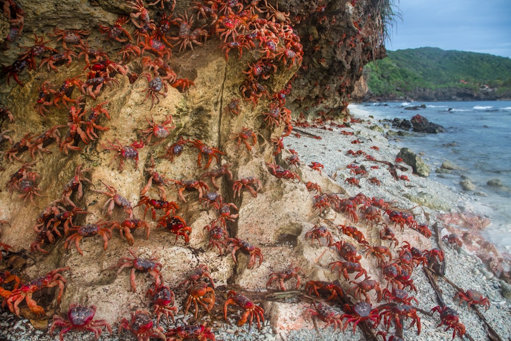Crabes près du bord de mer