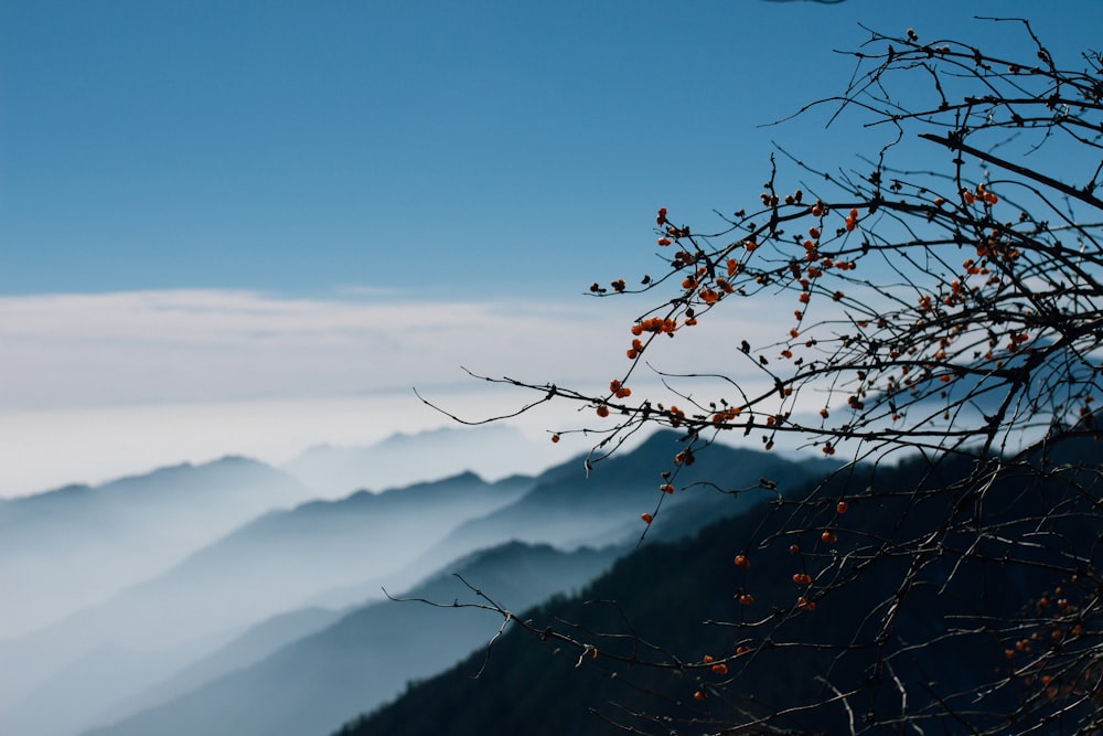 bird's eye view of mountain with fog