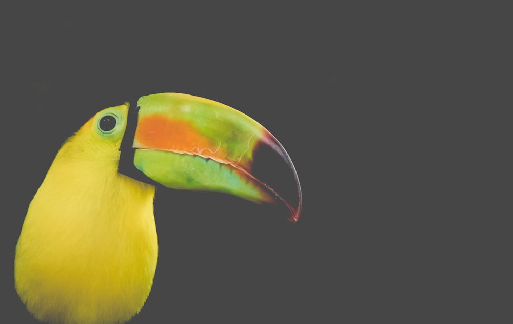 shallow focus photo toucan